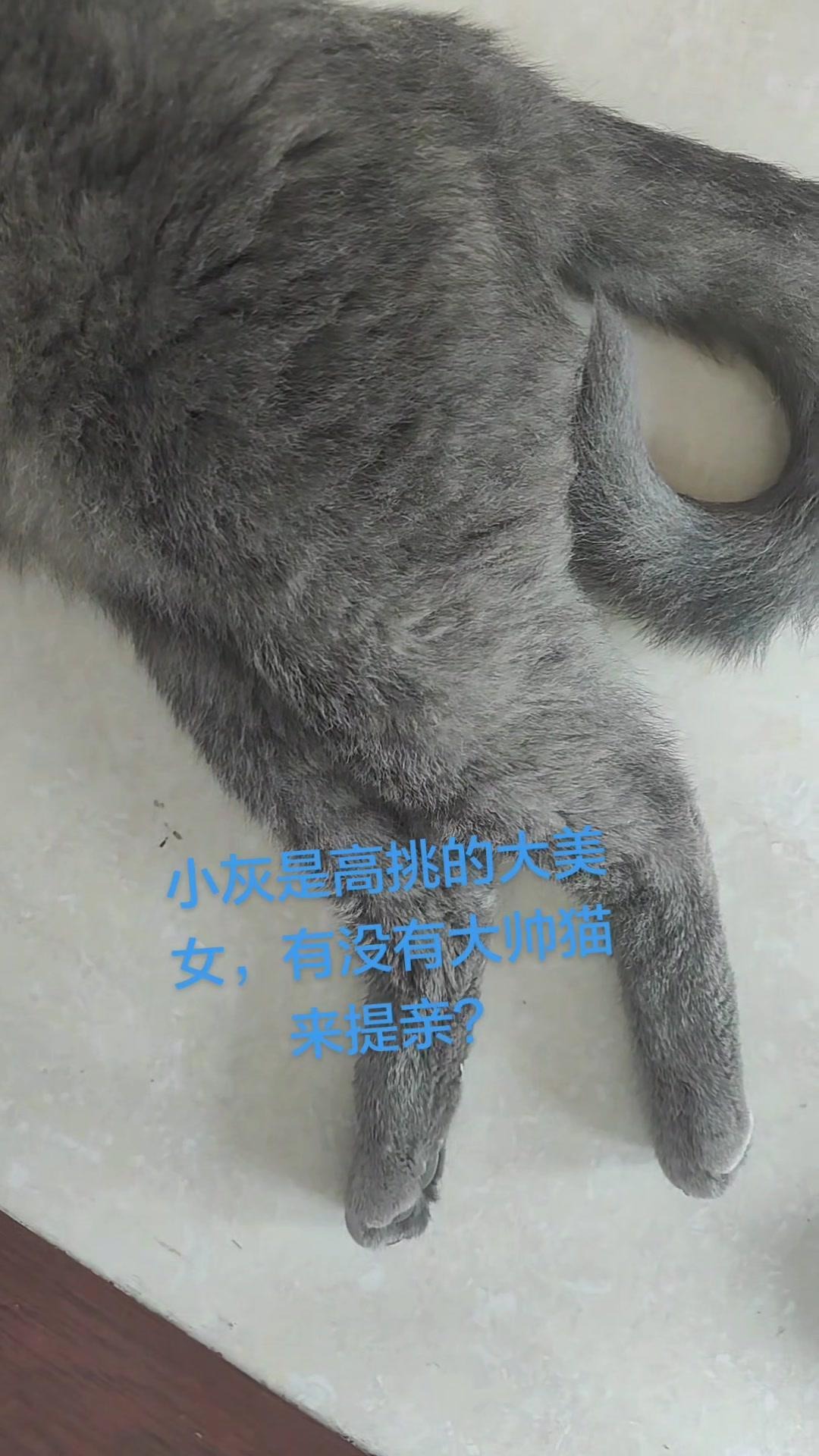 蓝猫中创新航 50.38kWh 客运版 6座展示图2